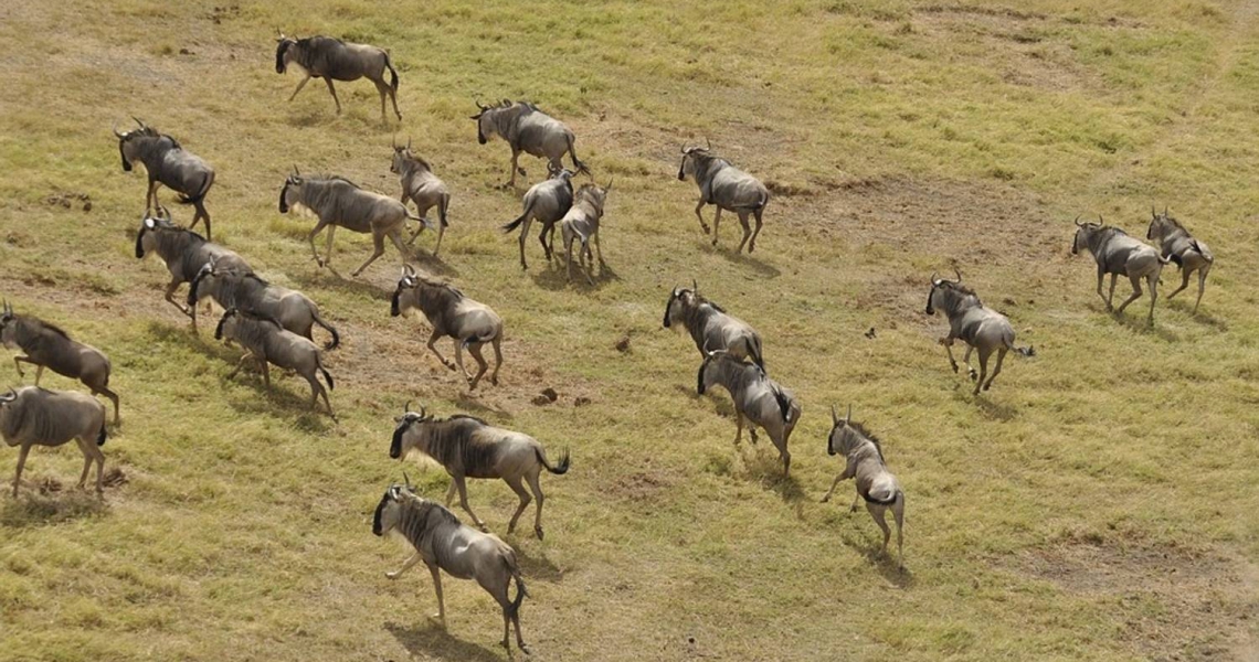 5 Days Masai Mara - Nakuru - Naivasha