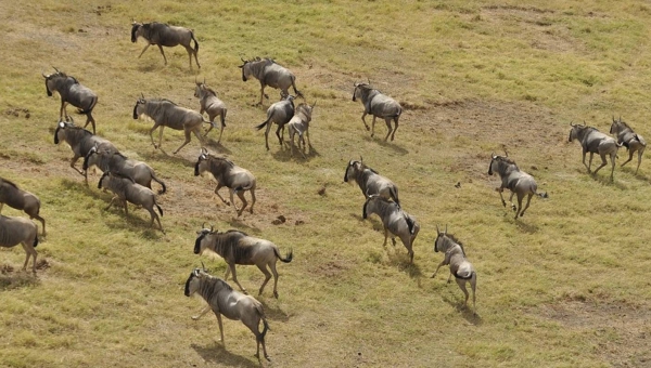 5 Days Masai Mara - Nakuru - Naivasha