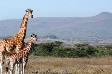 7 Days Masai Mara, Lake Nakuru and Amboseli budget Safari 
